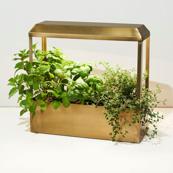 Immagine che descrive un cestino con piante verdi